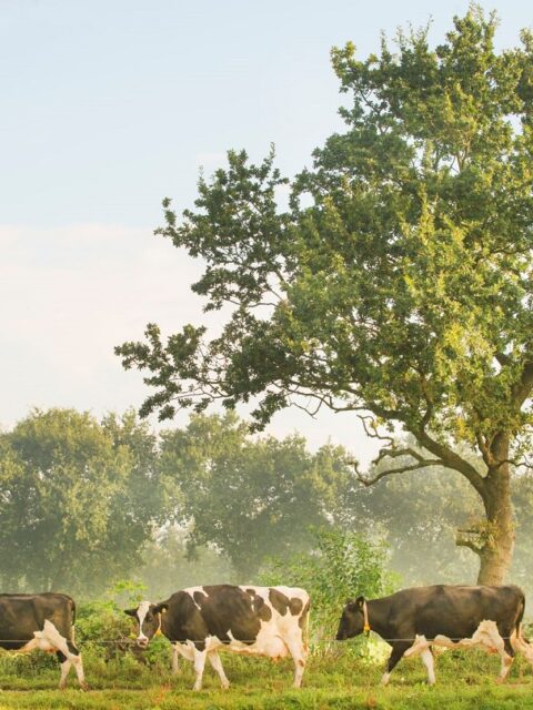 Northern Friesian Woodlands Association (Noardlike Fryske Wâlden)