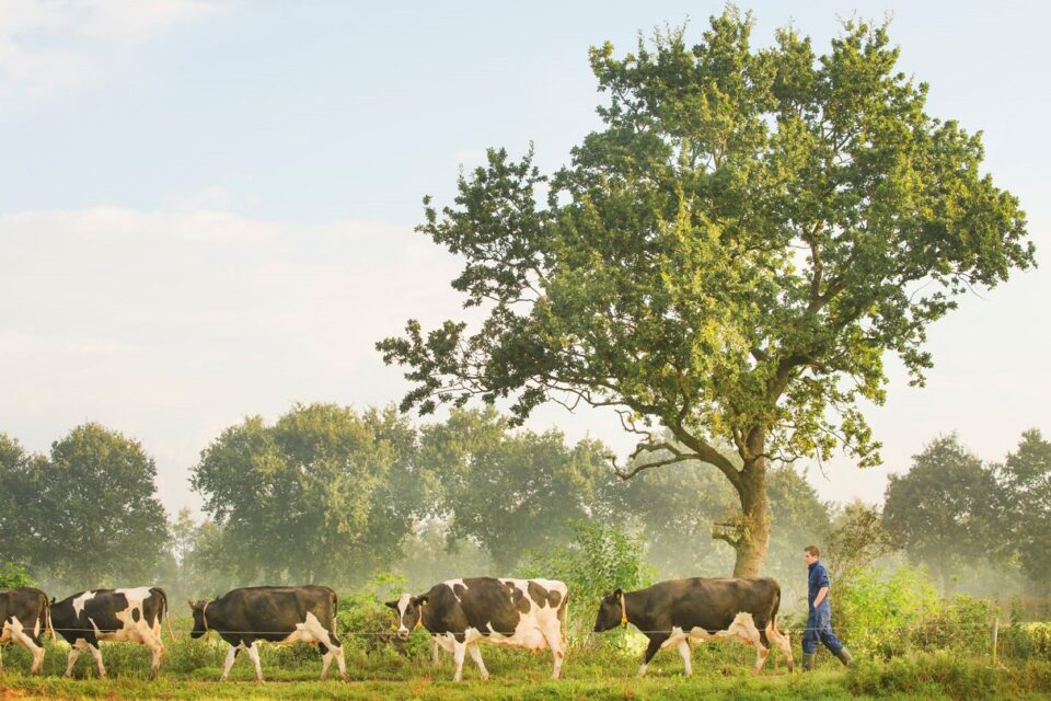 Northern Friesian Woodlands Association (Noardlike Fryske Wâlden)