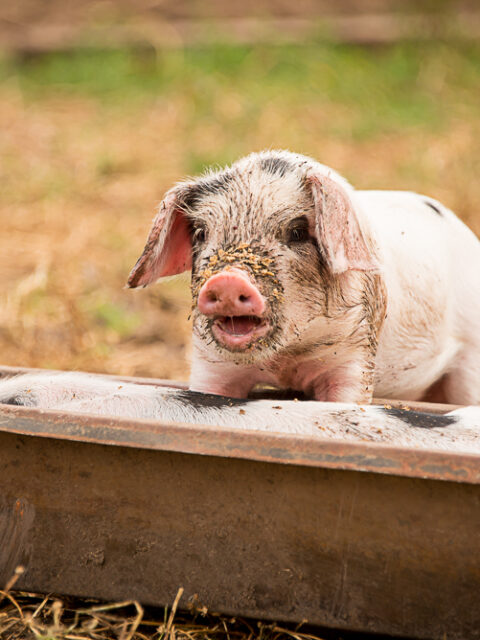 Fordhall Farm